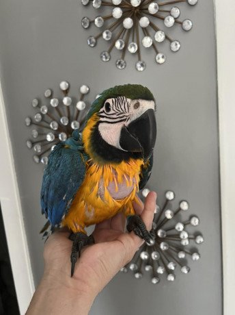 blue-and-gold-macaw-for-sale-big-2