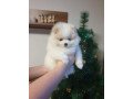 beautiful-pomeranian-spitz-puppy-for-sale-small-1