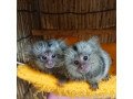 playful-pygmy-marmoset-capuchin-monkeyswhatsapp-me-at-447418348600-small-2