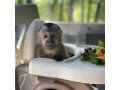 google-approved-diaper-trained-capuchin-marmoset-monkeywhatsapp-me-at-447418348600-small-2
