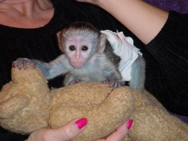 capuchin-monkeys-for-sale-whatsapp-me-at-447418348600-big-1