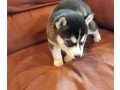 gorgeous-siberian-husky-puppies-whatsapp-me-at-447418348600-small-1