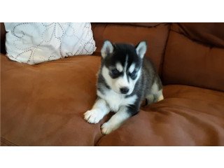 Gorgeous Siberian Husky Puppies ..whatsapp me at: +447418348600