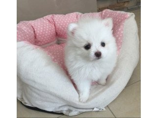Beautiful Pomeranian puppy
