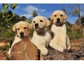 labrador-puppies-small-0
