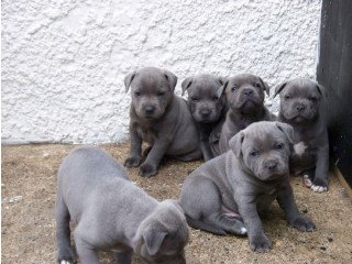 Staffordshire bull terrier puppies for sale
