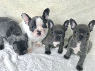 Amazing French bulldog puppies