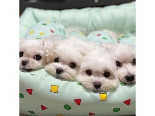 Available maltese puppies