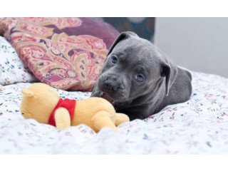 Blue Staffy puppys (Ready to leave first week Jan)