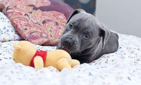 blue-staffy-puppys-ready-to-leave-first-week-jan-big-0
