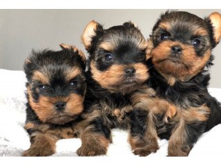 Yorkshere Terrier Puppies for Sale
