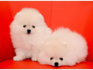 Beautiful Pomeranian puppies for good homes
