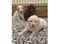 poodle-puppies-here-for-sale-small-0