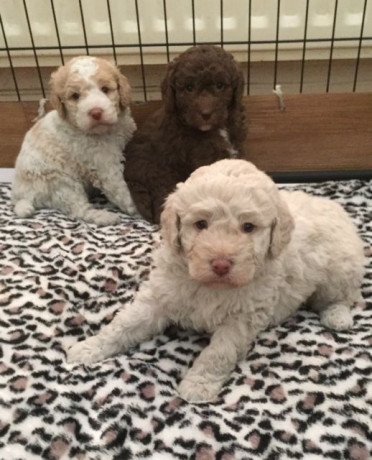 poodle-puppies-here-for-sale-big-0