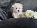 maltese-puppies-for-sale-small-1