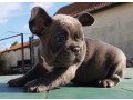 lovely-french-bulldog-puppies-small-0