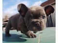 lovely-french-bulldog-puppies-small-1