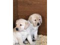 we-have-two-labrador-retriever-puppies-for-re-homing-small-1