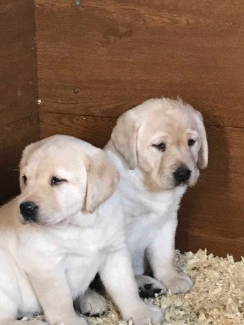 we-have-two-labrador-retriever-puppies-for-re-homing-big-1