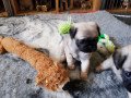 pug-puppies-for-sale-small-2