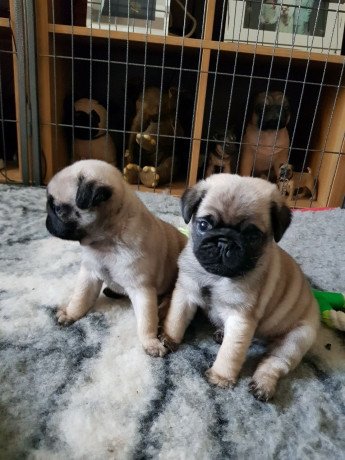 pug-puppies-for-sale-big-0