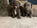 top-kc-staffordshire-bull-terrier-puppies-small-1