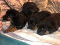 home-raised-rottweiler-puppies-for-sale-small-1