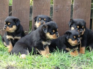 Home raised Rottweiler puppies for sale