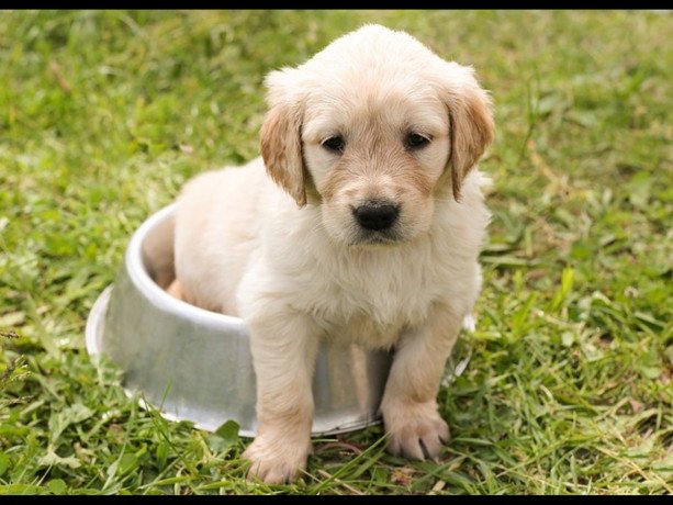 we-have-golden-retriever-puppies-for-sale-big-0