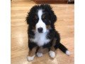 gorgeous-bernese-puppies-small-1