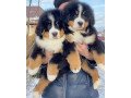 gorgeous-bernese-puppies-small-0