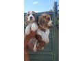 beautiful-beagle-puppies-for-good-home-small-0