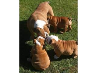 Bulldog puppies for rehoming