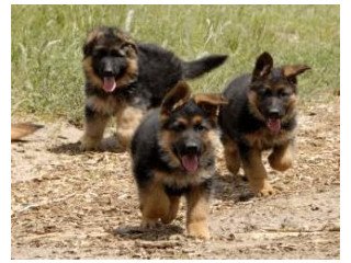 Brave, smart, protective,family raised German Shepherd puppies