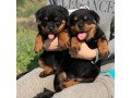 very-healthy-bloodlines-and-socialize-rottweiler-puppies-for-sale-small-0