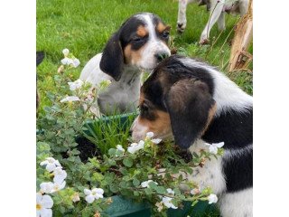 Outstanding Beagle Puppies Now Available +447949891199