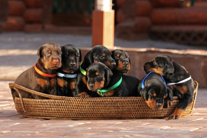 too-cute-too-smart-too-healthy-dachshund-puppies-for-sale-big-0