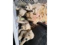 golden-retriever-puppies-for-sale-447949891199-small-0