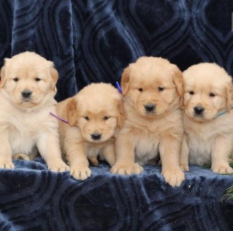 golden-retriever-puppies-for-sale-447949891199-big-0