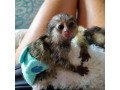 ready-finger-marmoset-monkeys-447949891199-small-0