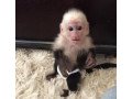 male-and-female-capuchin-monkeys-available-447949891199-small-0