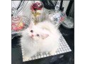 gorgeous-full-persian-kittens-447949891199-small-0