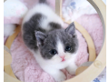 munchkin-cat-available-447949891199-small-0