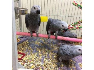 African Grey Parrots And Other Live Birds On Sale +4915738043381