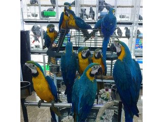 Blue and Gold Macaws Ara ararauna+447949891199