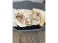 3-gorgeous-cavapoos-2-girls-one-boy-available-small-0