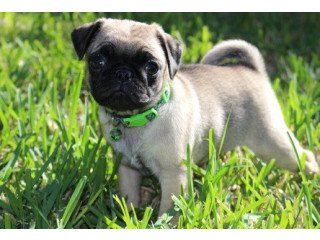 Baby Face Pug Puppies for Sale, whatsapp Num. +44 73985 27494