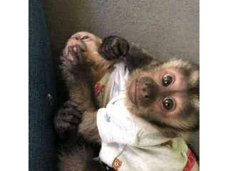 Capuchin Monkeys for sale ..whatsapp +44 73985 27494