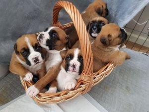 boxer-puppies-big-0