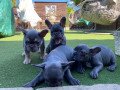 ow-quality-french-puppies-small-0